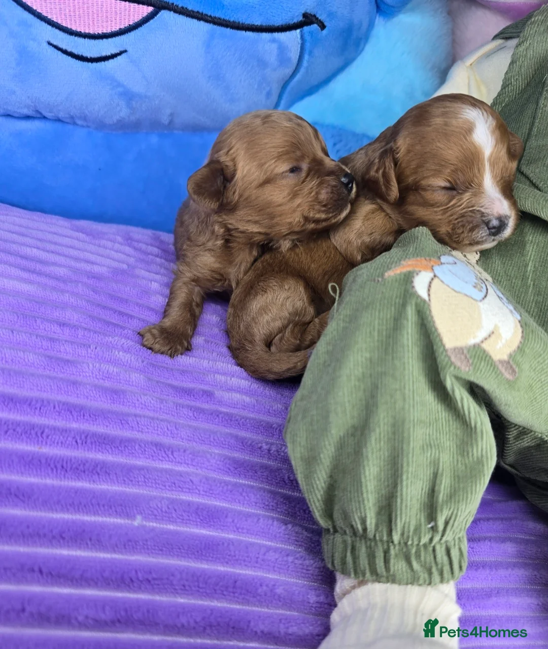 Cavapoo dogs for sale: 🩷🩵SMALL TOY🐶CAVAPOO PUPS🐶HEALTH DNA TESTED🩵🩷 - Advert 18