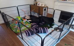 Labrador Retriever dogs for sale: Equal parts adventure and sofa buddies (Labradors) - Image 5