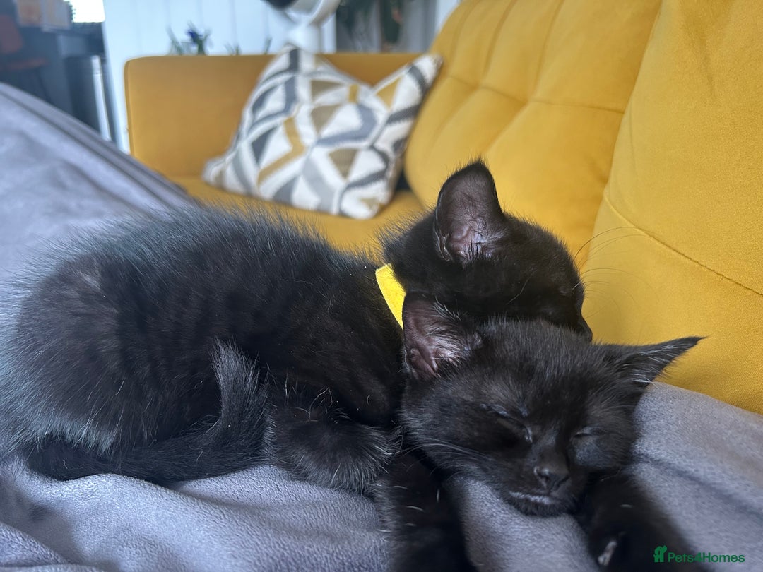 Mixed Breed cats for sale: READY NOW-x2 black female kittens left - Image 14