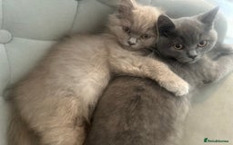 British Shorthair cats for sale: British shorthair kittens(long hair boy left )  - Image 6