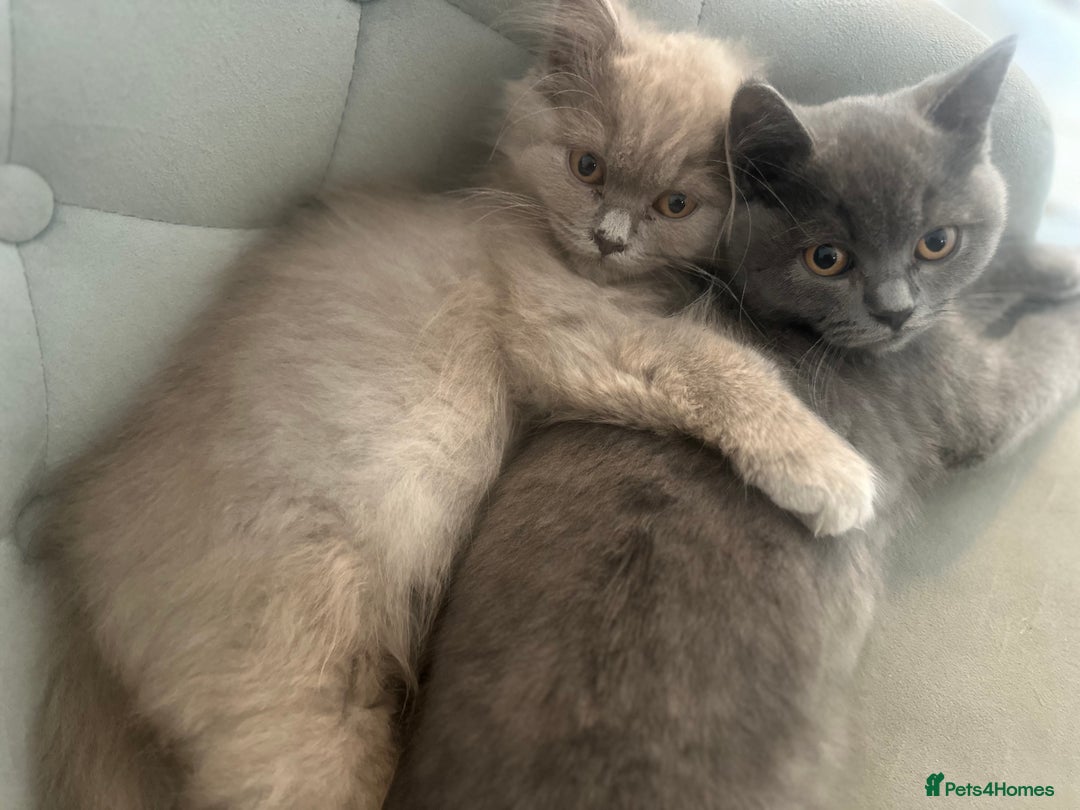 British Shorthair cats for sale: British shorthair kittens(long hair boy left )  - Image 6