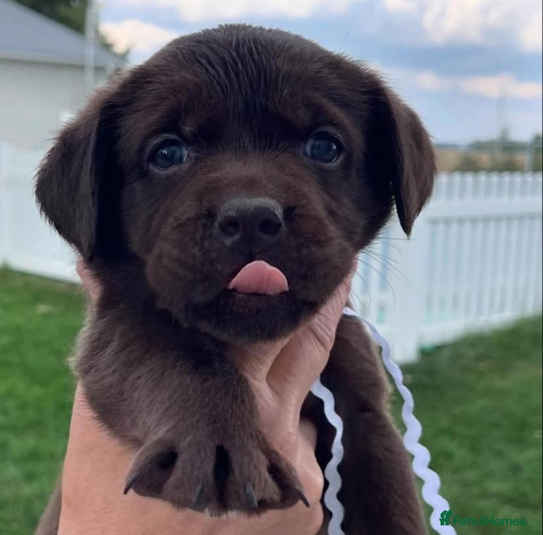 Labrador Retriever dogs for sale: stunning litter of KC registered Labrador - Image 5