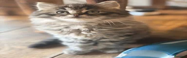 Persian x  Breed Kitten 4