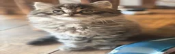 Mixed Breed cats for sale: GORGEOUS MAINE COON X PERSIAN KITTENS  - Advert 5