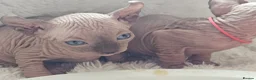 Sphynx cats for sale: 5 star kittens for 5 star homes - Advert 20