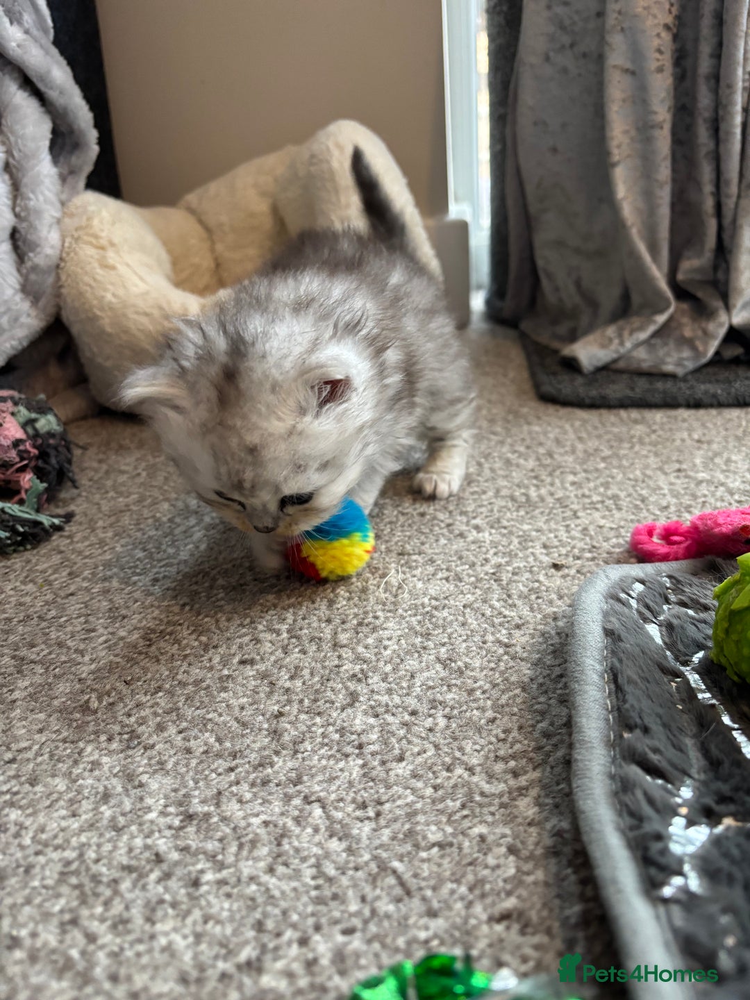 Persian cats for sale: Stunning Persian X mainecoon babies - Advert 24