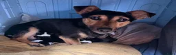 Jack Russell dogs for sale: Gorgeous Miniature Jack Russell puppies  - Advert 11