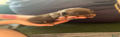 Dachshund 5