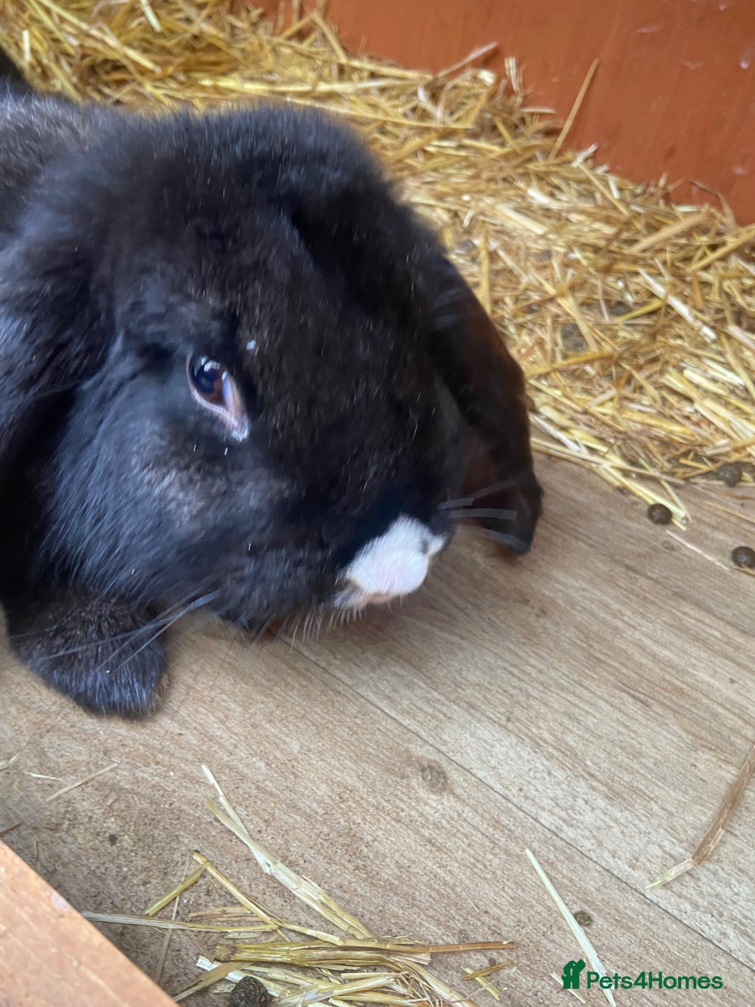 French Lop rabbits for sale: Male French Lop  - Advert 2