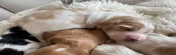 Cocker Spaniel dogs for sale: Show type cocker spaniel puppie  - Advert 3