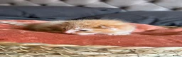 Mixed Breed cats for sale: 2 Orange boys  - Advert 10