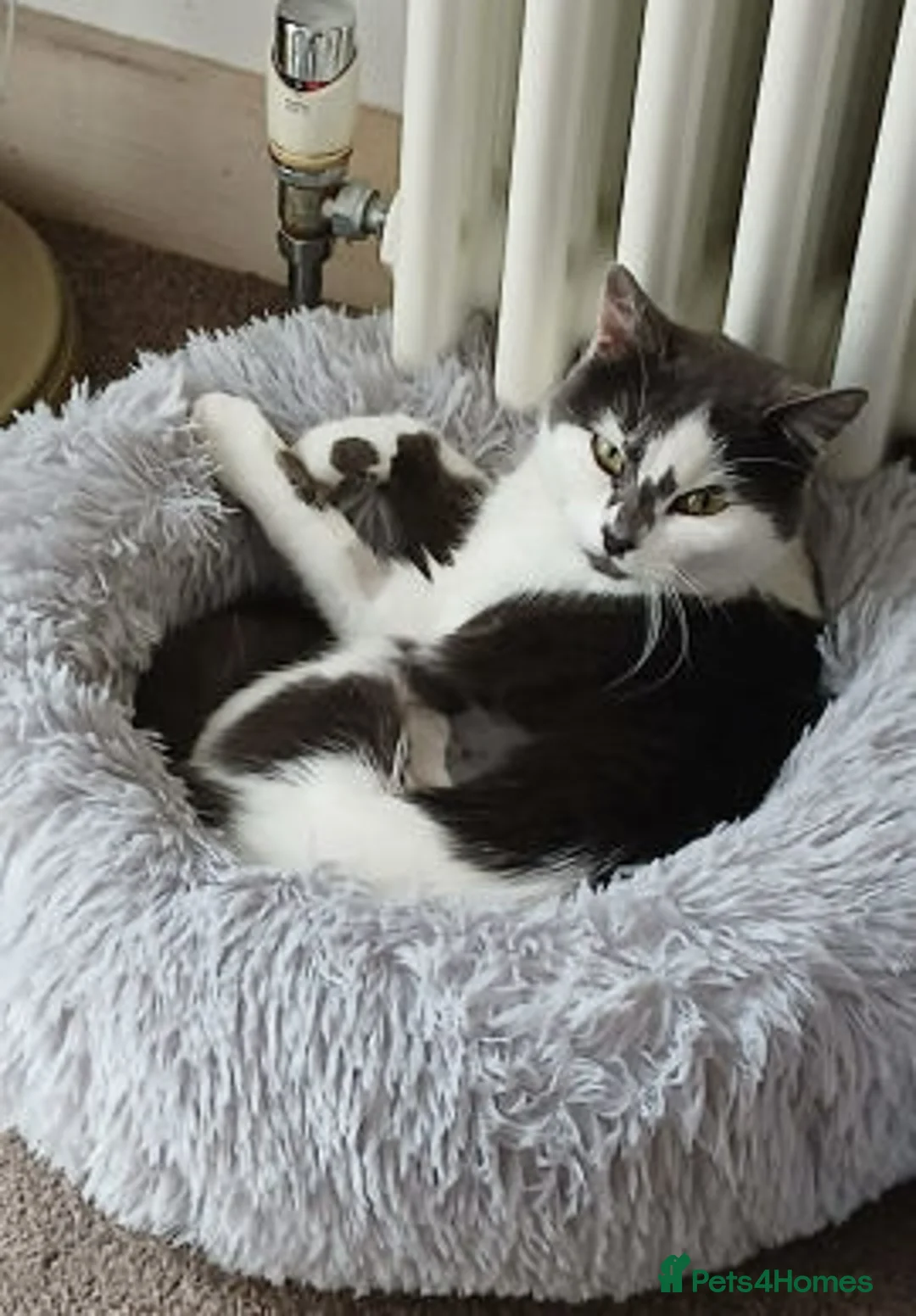 Mixed Breed cats for adoption: Judy. - Advert 13