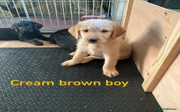 Labrador Retriever dogs for sale: Labrador puppies - Image 9