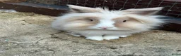Mixed Breed rabbits for sale: Boy and girl bunny needing to be rehomed  - Advert 2