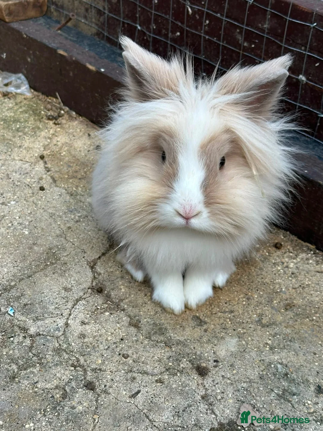 Mixed Breed rabbits for sale: Boy and girl bunny needing to be rehomed  - Advert 2