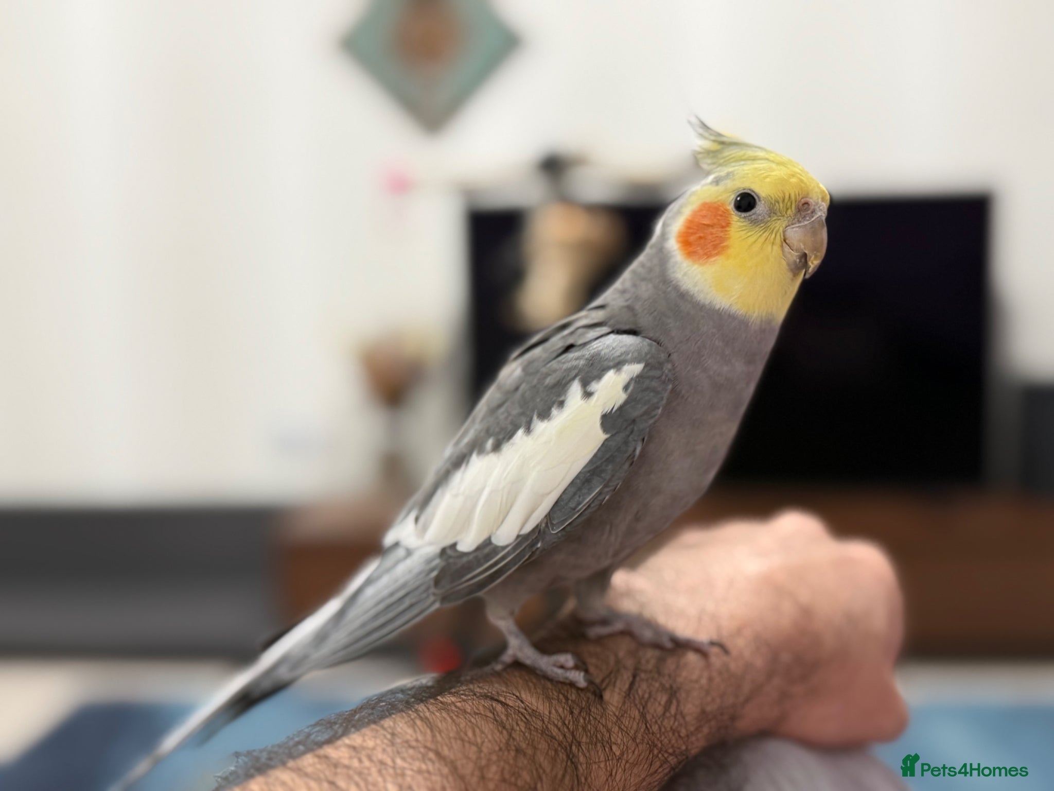 Cockatiels birds for sale: Beautiful Tamed Cockatiel with Cage & Accessories - Advert 1