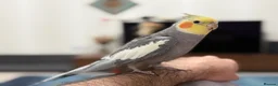 Cockatiels birds for sale: Beautiful Tamed Cockatiel with Cage & Accessories in Leeds - Advert 1