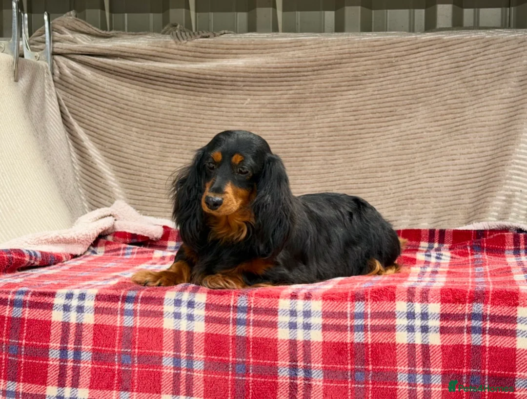 Miniature Dachshund dogs for sale: MINI LONGHAIRED KC GIRL  - Advert 1