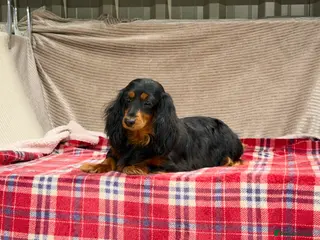 Miniature Dachshund dogs MINI LONGHAIRED KC GIRL - Advert 2