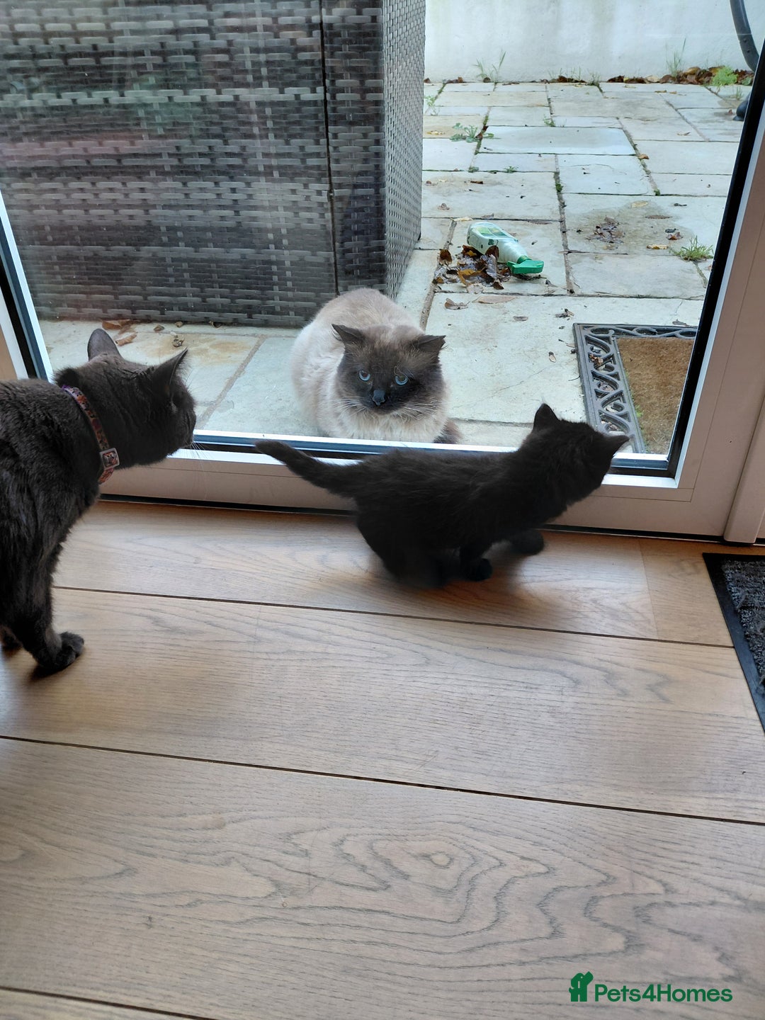 Mixed Breed cats for sale: Adorable mixed x russian blue x ragdoll - Advert 14