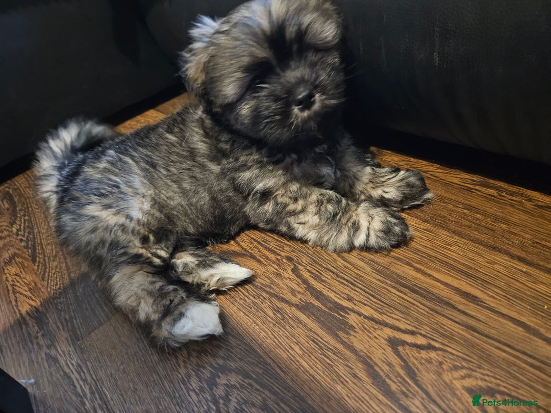 Lhasa Apso dogs for sale: Gorgeous 1 boy left - Advert 2