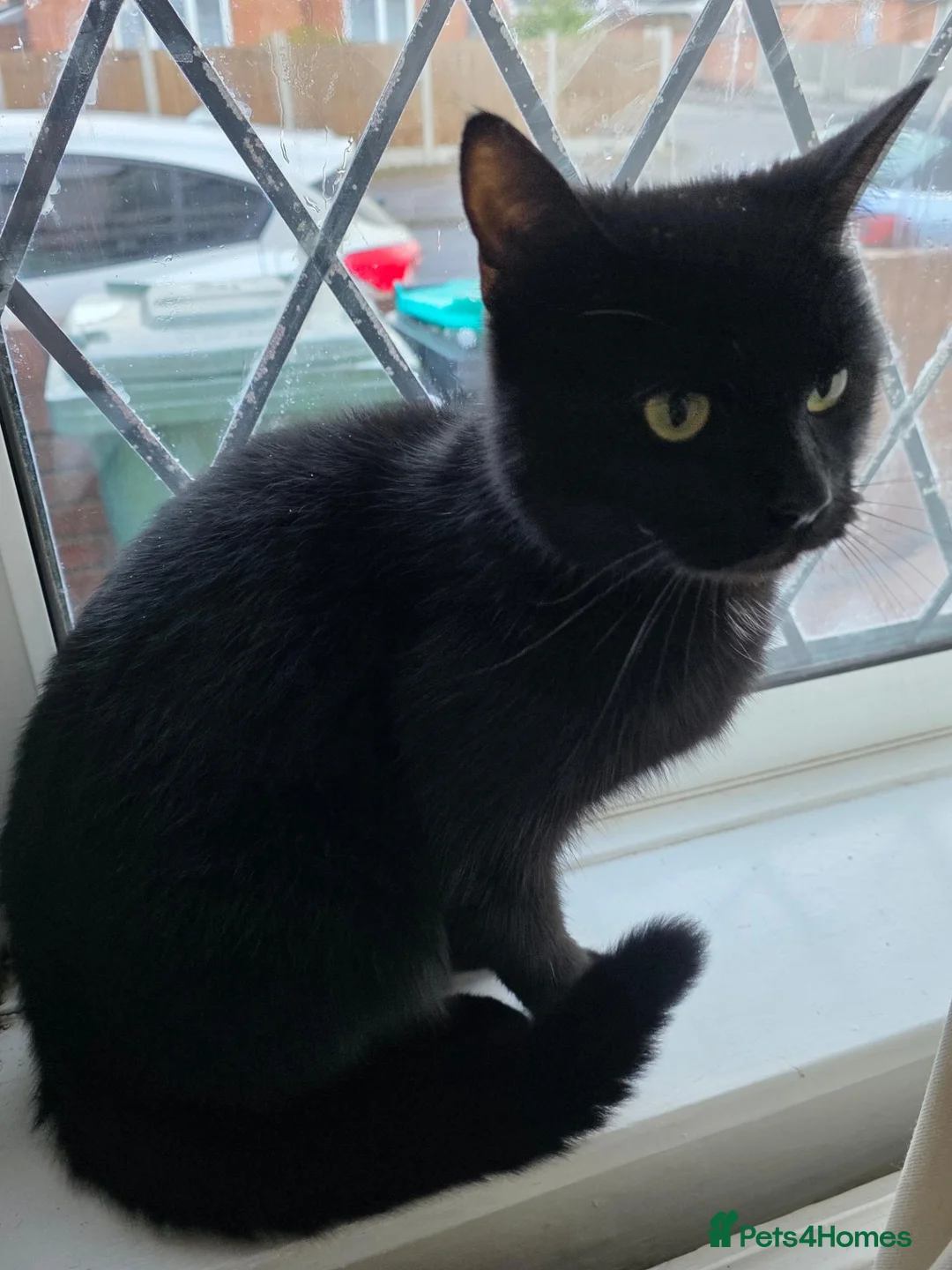 Mixed Breed cats for sale: Adorable & Healthy Mixed Breed Cat in Mansfield - Advert 1