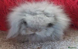 Mini Lop rabbits for sale: Minilops/mini lionlops available  - Image 9