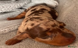 Miniature Dachshund dogs for sale: 🐾 miniature Dachshund females for sale🐾 - Image 9