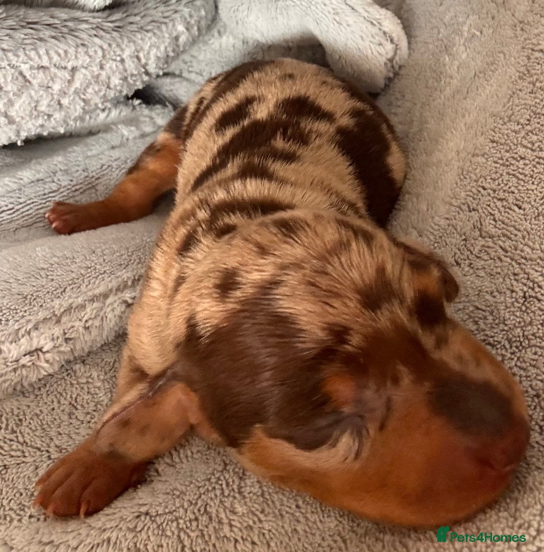 Miniature Dachshund dogs for sale: 🐾 miniature Dachshund females for sale🐾 - Image 9