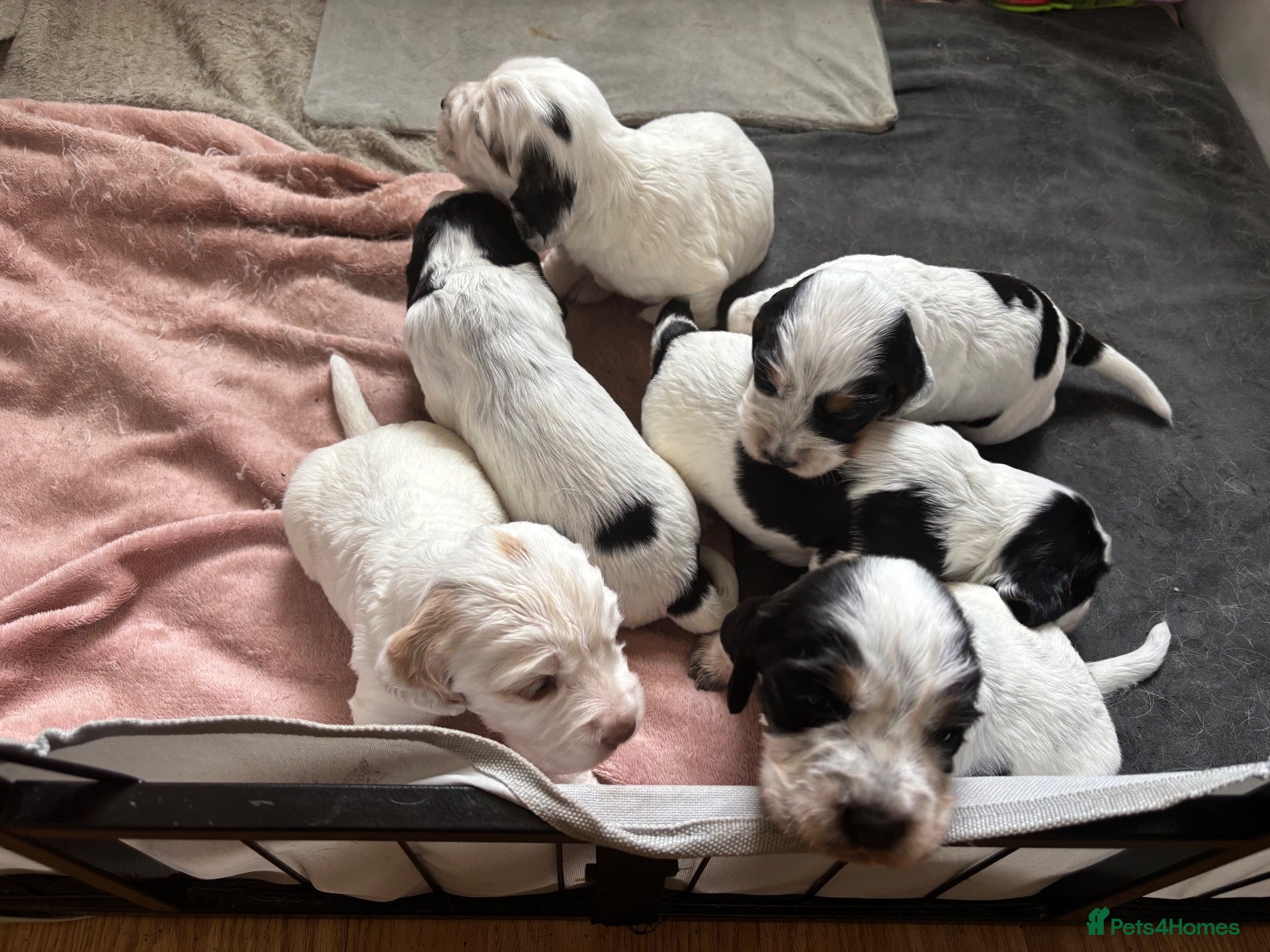 Sprocker dogs 6  beautiful sprocker cross puppy’s for sale - Advert 7