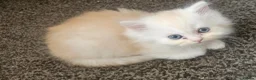 Persian cats for sale: 4 beautiful persain  kittens  for sale  - Advert 4