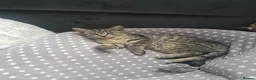 European cats for sale: Four Kittens Looking for Their Forever Homes  - Advert 8