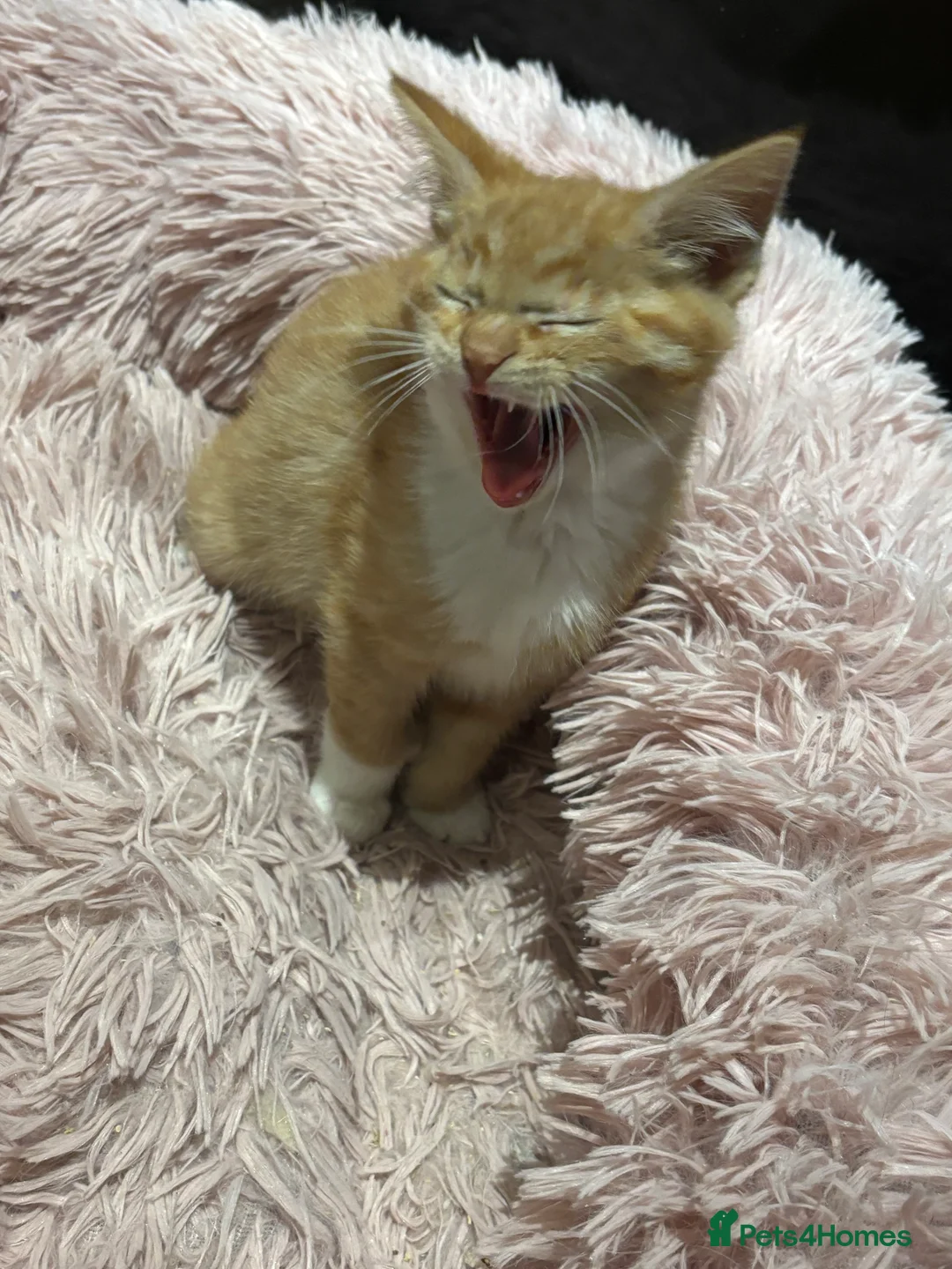 Mixed Breed cats for sale: Maine coon cross kittens ***ONLY ONE BOY LEFT!* - Advert 5