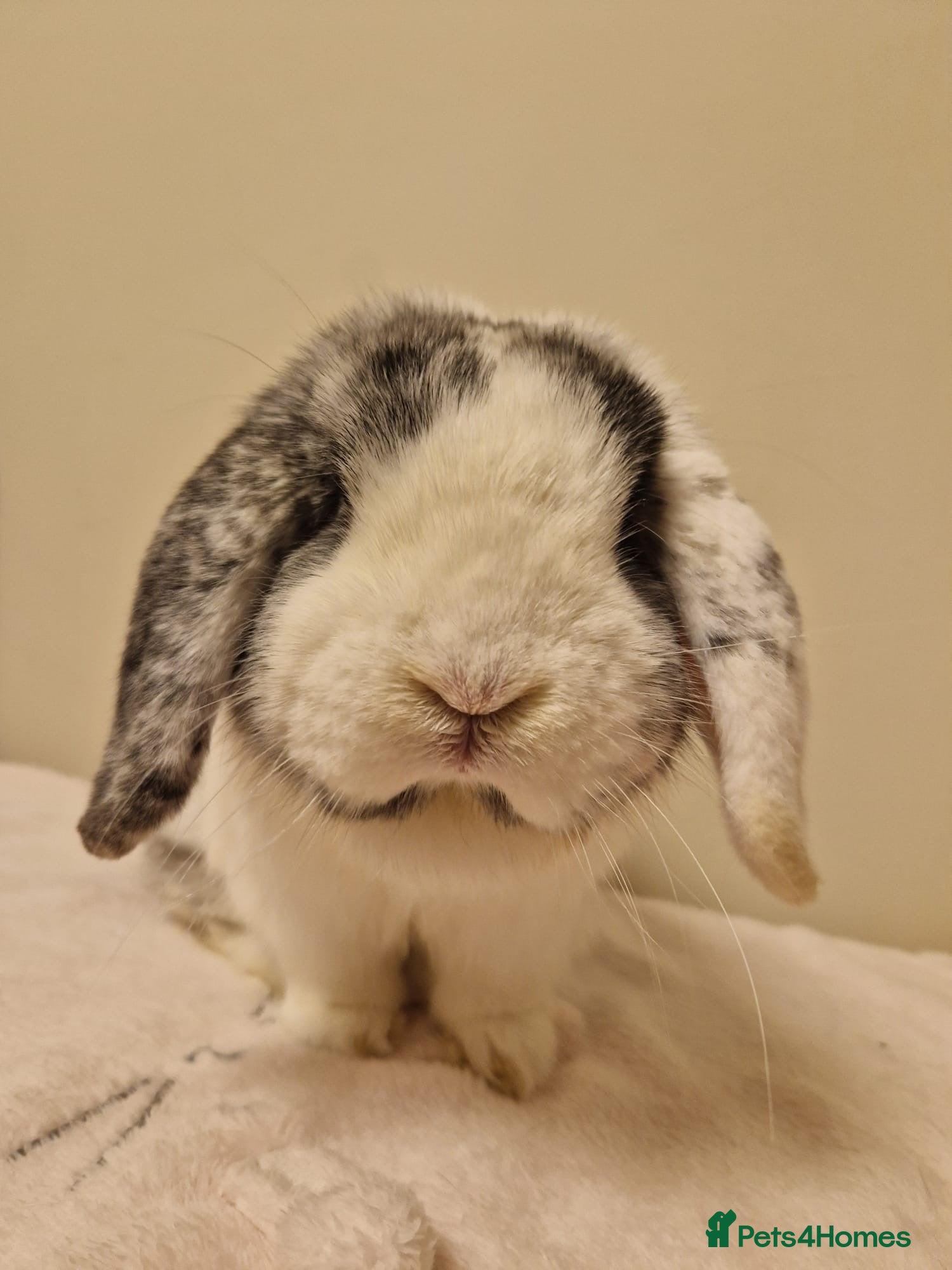 Mini Lop rabbits Male rabbit - proven buck for sale  - Advert 12