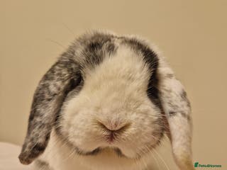Mini Lop rabbits Male rabbit - proven buck for sale - Advert 12