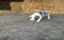 Bearded Collie dogs for sale: 2 collies for sale  - Image 10