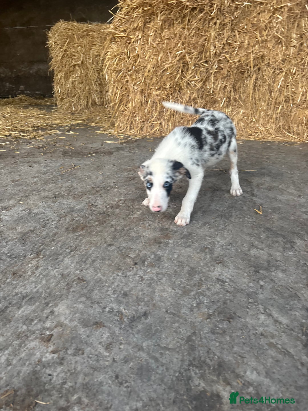Bearded Collie dogs for sale: 2 collies for sale  - Image 10