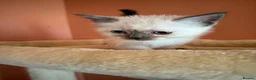 Ragdoll cats for sale: 5 ragdoll kittens - Advert 10