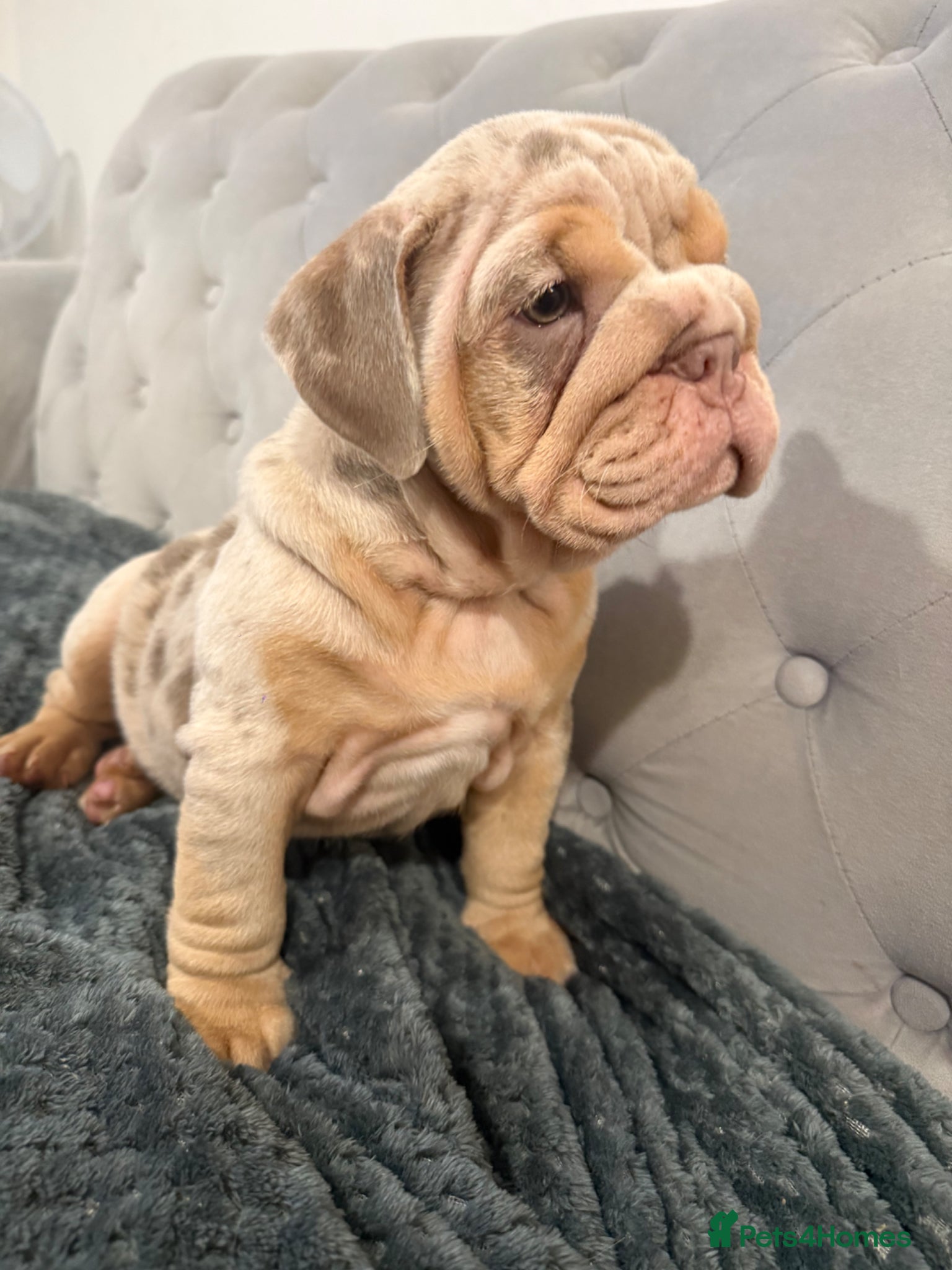 English Bulldog dogs FINAL STUNNING female English Bulldog puppy - Advert 2