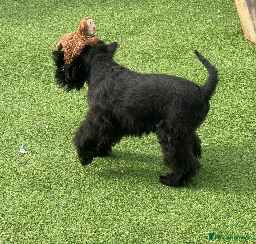 Miniature Schnauzer dogs for stud: Miniature schnauzer BVA eye clear KC reg for stud  - Advert 4