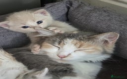 British Shorthair cats for sale: Two beautiful kittens, one male and one female  - Image 2