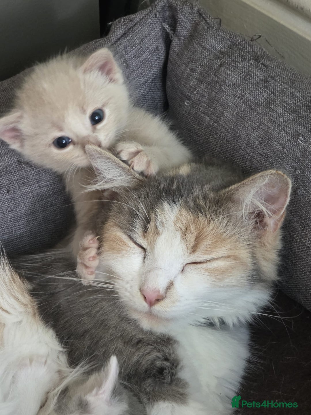 British Shorthair cats for sale: Two beautiful kittens, one male and one female  - Image 2