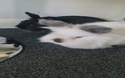 Netherland Dwarf rabbits for sale: 2x female rabbits - Image 1