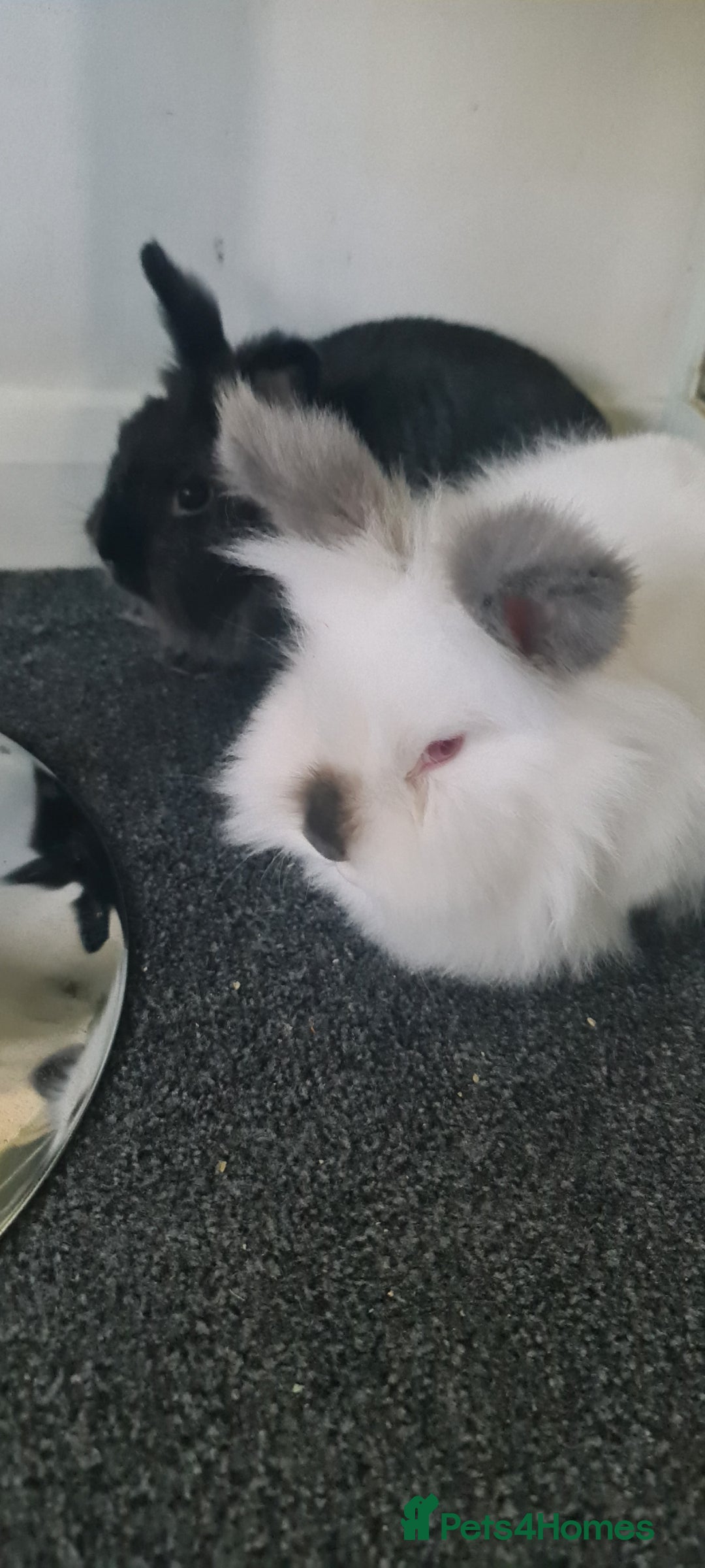 Netherland Dwarf rabbits for sale: 2x female rabbits - Image 1