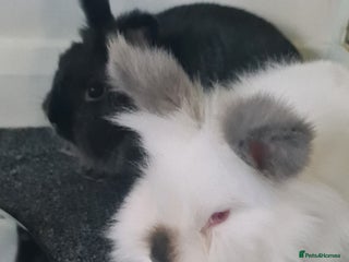 Netherland Dwarf rabbits - Advert 1