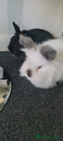Netherland Dwarf rabbits - Advert 1