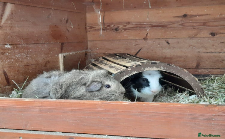 Guinea Pig rodents - Advert 7