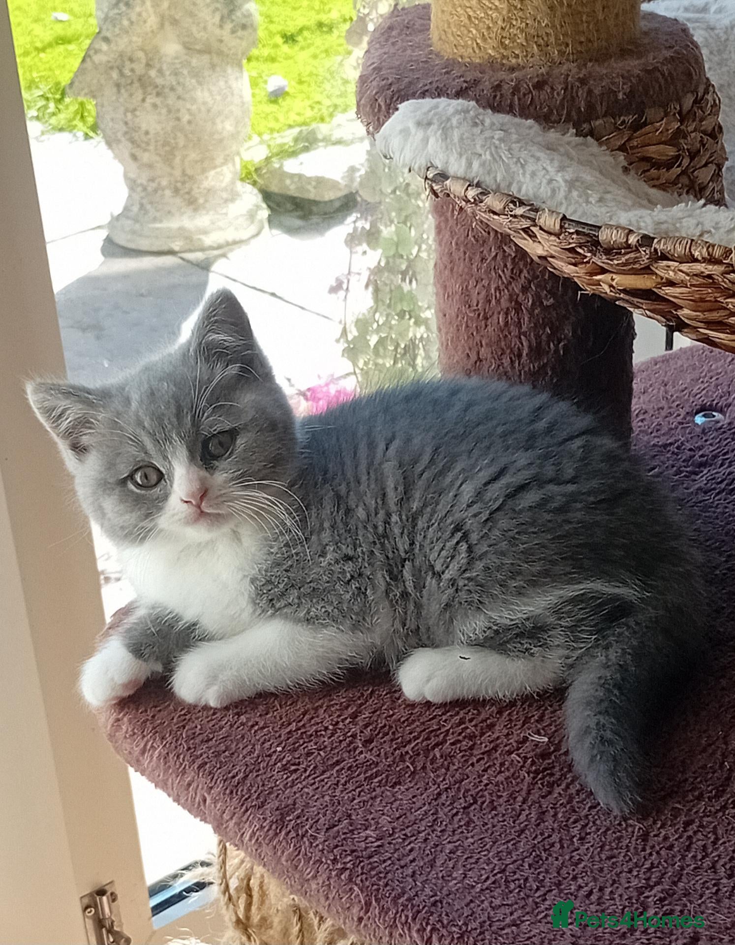 British Shorthair cats Beautiful British short-hair kittens  - Advert 1