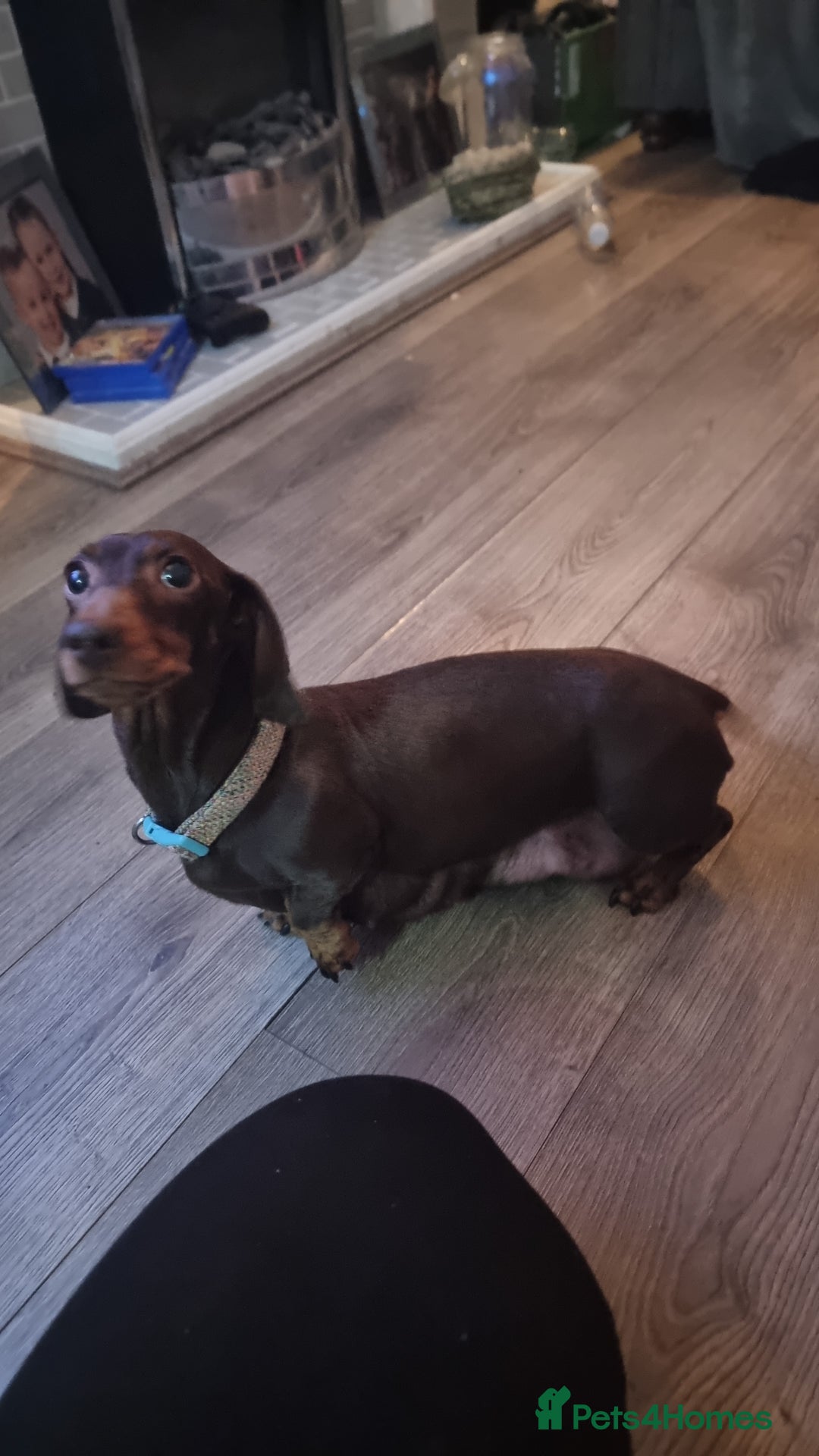 Miniature Dachshund dogs for sale: miniture dachshund - Advert 6