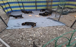 Rottweiler dogs for sale: Stunning Litter Of Shepweiler X Mastiff Pups - Image 4
